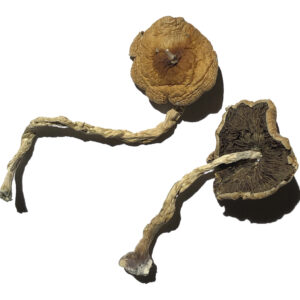 buy PF Classic Magic Mushrooms