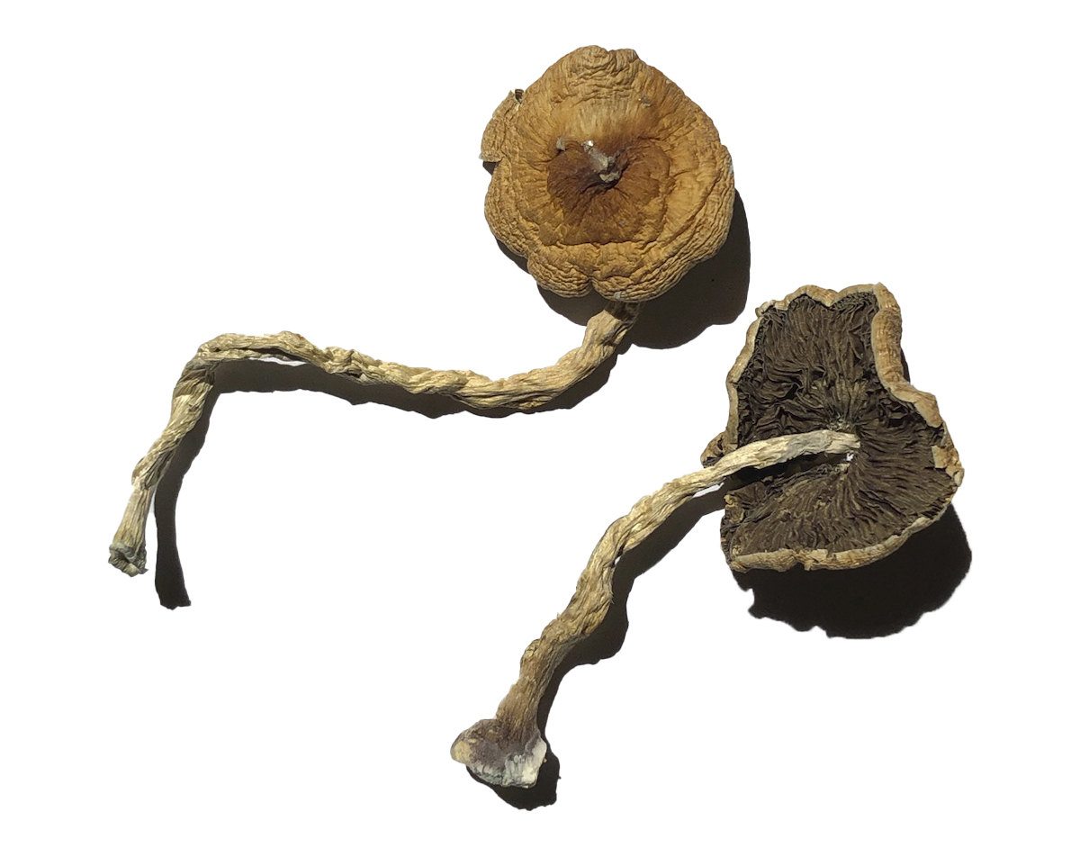 buy PF Classic Magic Mushrooms