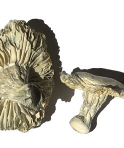 Buy Phobos Magic Mushrooms