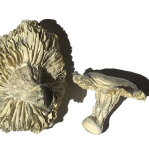 Buy Phobos Magic Mushrooms