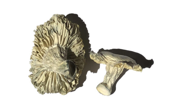 Buy Phobos Magic Mushrooms