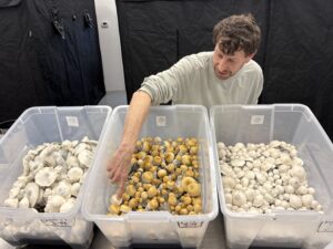 Psilocybin mushrooms in Kentucky