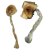 buy Quezon Magic Mushrooms strain