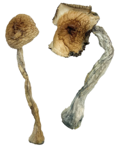 buy Quezon Magic Mushrooms strain