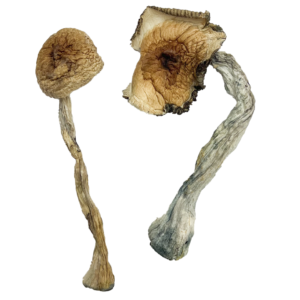 buy Quezon Magic Mushrooms strain