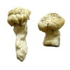 buy Shakti Magic Mushrooms