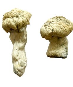 buy Shakti Magic Mushrooms