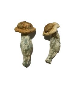 buy shepherds Cut Penis Envy