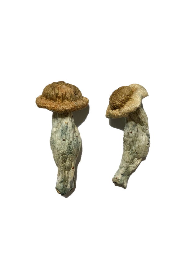buy shepherds Cut Penis Envy