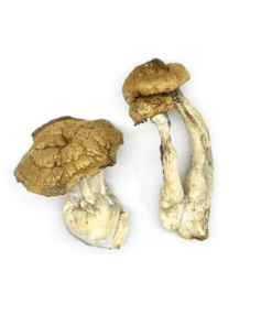 buy DC-MAK Magic Mushrooms