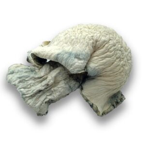 buy Fisher Magic Mushrooms
