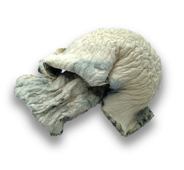 buy Fisher Magic Mushrooms