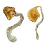 buy Panama Magic Mushrooms