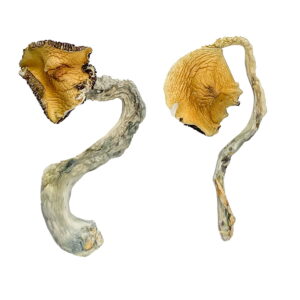 buy Panama Magic Mushrooms