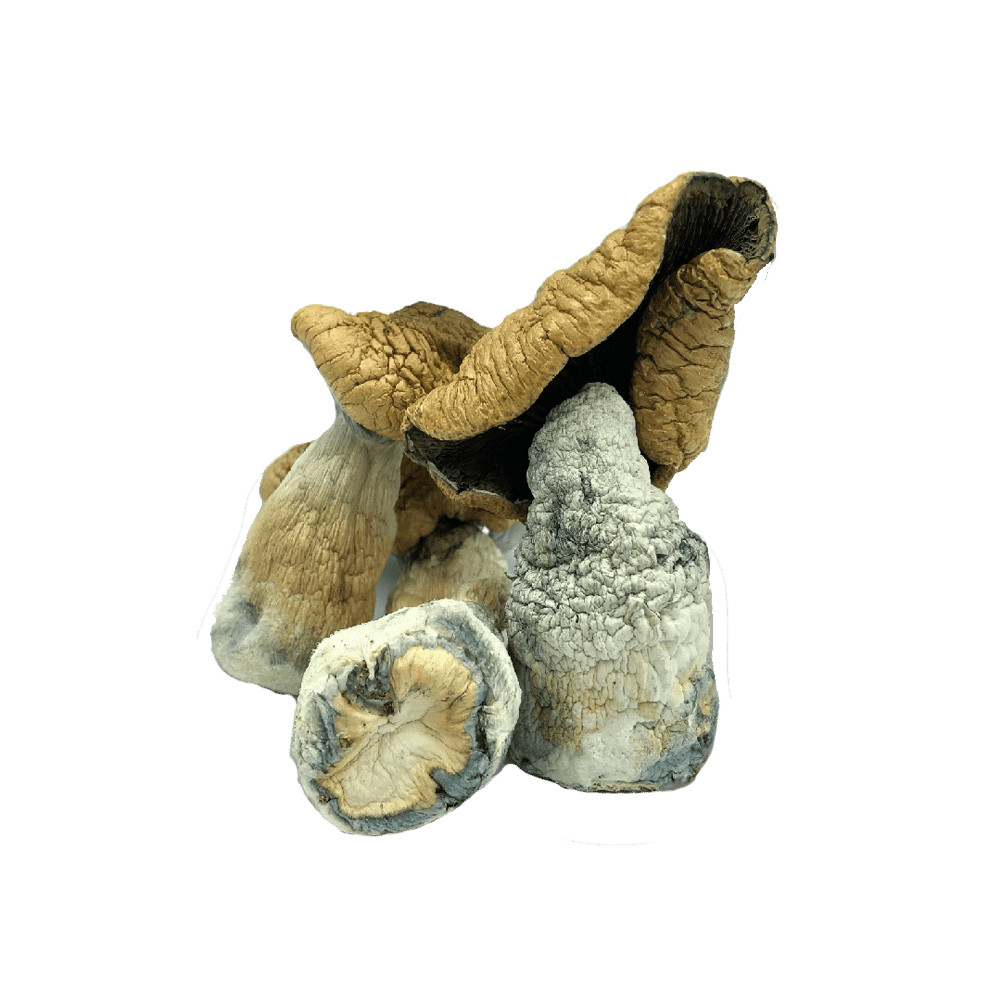 buy Texas penis envy